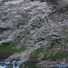 千鳥ヶ淵の桜開花状況2018（2018/3/24）