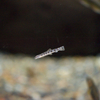 ニシシマドジョウ Cobitis sp. BIWAE typeB