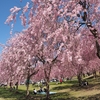 新潟県長岡市の悠久山公園で満開の桜を見てきた