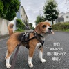 シーズンイン