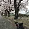 グラウンドの桜