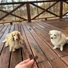 雨上がりに信州鹿肉ジャーキー