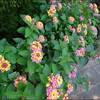 これから咲く秋の花★コバノランタナの紅葉始まる