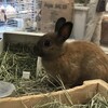 かわいい動物がいっぱい