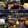 水槽を彩る！ユニークな外観の珍しい苔取り貝を10種紹介！