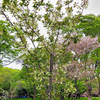 緑の桜、黄色の桜　＠小金井公園