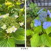 今わが家と鎌倉おんめさま（大巧寺）に咲く花を集めてみました．  「アジサイの前に咲く花」特集です．わが家では何と言ってもバイカウツギ．もう一種，魅力ある花：ヤマアジサイ．キョウガノコも大好きです．ナデシコといっても四季咲きのダイアンサス．おんめさまでは定番の花と珍しい花を楽しめます．サツキ，コバノズイナ，イワフジ，コボウズオトギリ，バンマツリ，ハクショウゲ，そしてホタルブクロと八重ドクダミ．