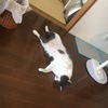 夏の猫は床に落ちている