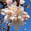 春風を詠んだ短歌２　　春のあらし　静まる町の足（ア）の音を　心したしく聞きにけるかも　釈迢空　　春一番家鳴らし吹く一日を供花の黄梅しづまるも憂し　初井しづ枝　　春一番吹きすさぶとも携えて天に至らん道しるくあれ　山田あき　　荷造りてトラックにある棕櫚の梢（うれ）春の疾風に吹き撓（しな）ふ見つ　田谷鋭　　地を這える春の風ぱつと舞ひあがり舞ひあがりゆけりわれを越えつつ　安立スハル　　吹きとよむ春の疾風にもまれつつ閃々としろし山の辛夷は　杜沢光一郎