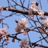 桜  2023 … Part ２