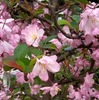 花海棠（ハナカイドウ）咲く：六義園とわが庭