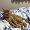 猫がいると虫よけスプレーも注意が必要！