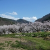 千曲市 百花繚乱 其の二