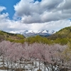 残雪に桜、辺りには新緑の木々、奥には湯殿山・姥ヶ岳・月山