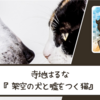 【ネタバレなし】嘘をつく家族の物語｜寺地はるなさん『架空の犬と嘘をつく猫』 書評・感想文と心に残った言葉・名言