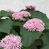 ＃夏の花　ボタンクサギ