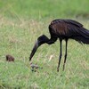 クロスキハシコウ(African Openbill)