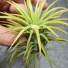 沖縄で買った巨大 ionantha 'Druid' の子株の数が異常。