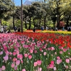 元町公園と横浜公園で花をみる 横浜観光名所桜と花めぐり(5)