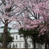 北大の桜も見頃