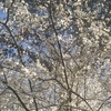 2月に咲く花　バガテル公園　