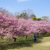 【佐倉】佐倉城址公園の河津桜はまさにバラ科のピンクでした March 2019
