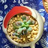 🌵多肉植物  秋の植え替え作業⑰🌵