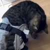 猫の車椅子を作ってみた　その二