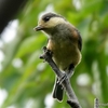 日本　文殊山の鳥やチョウ