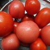 雨の止み間　トマトの収穫