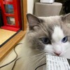 ころりんころりんとお出迎え