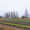 【千葉県・柏市】雨の中あけぼの山農業公園でチューリップを見る