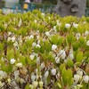 ドウダンツツジの花