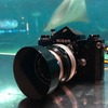 葛西臨海水族園をNIKON FとNikkor Auto-S 50mm f1.4で撮ってきた