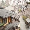雨の日の産寧坂・八坂の塔・ねねの道の桜