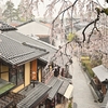 雨の日の産寧坂・八坂の塔・ねねの道の桜