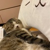 注意！保護犬猫を飼う前に知ってて欲しいこと！