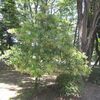 サンゴジュって、花が可愛いんですね