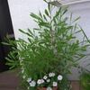Ｍｙガーデンの寄せ植え鉢など