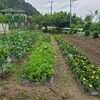 🥒胡瓜初収穫＆子宝薬師除草作業