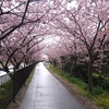 河津の桜と春の嵐