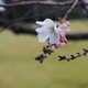 金沢城の十月桜