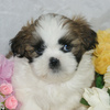 ペットショップ宮城/富谷市/大和町/子犬/シーズー展示販売中