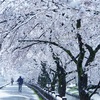 雪桜／arachang