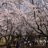 今年の桜