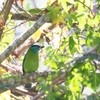 インドシナゴシキドリ Annam Barbet