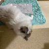 良いお天気の日曜日は元気に追いかけっこ