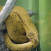 アマゾンツリーボア Corallus hortulanus