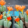 Conophytum garden hybrid No.1