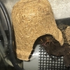 鈴虫ハウスの活用（便利グッズ）
